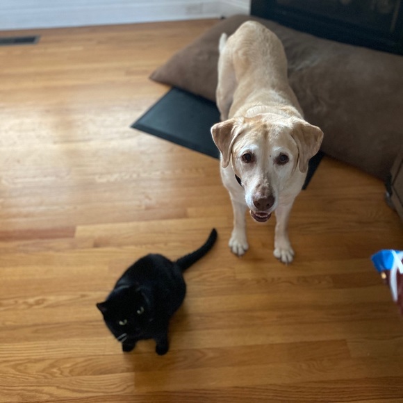 Angelo L. 😇 🐶🦁 - Picture 6 of 6